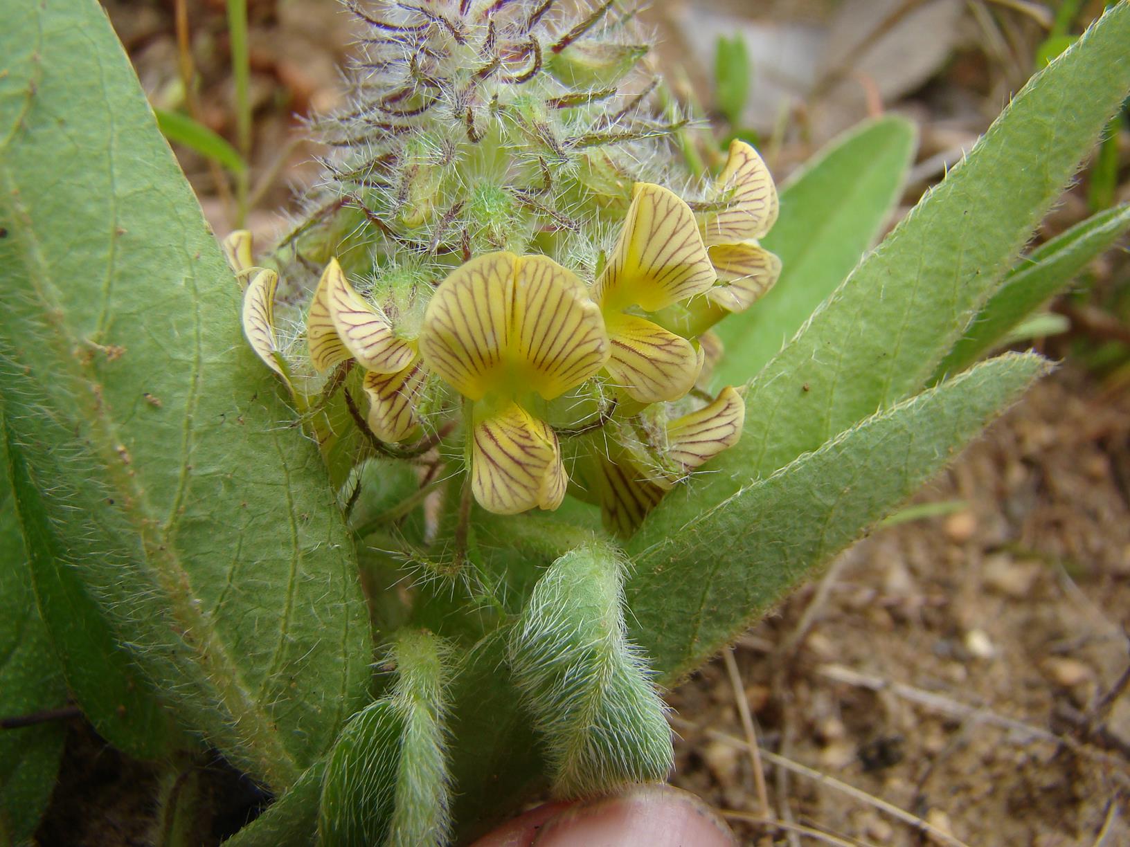 Crotalaria anthyllopsis Crotalaria anthyllopsis