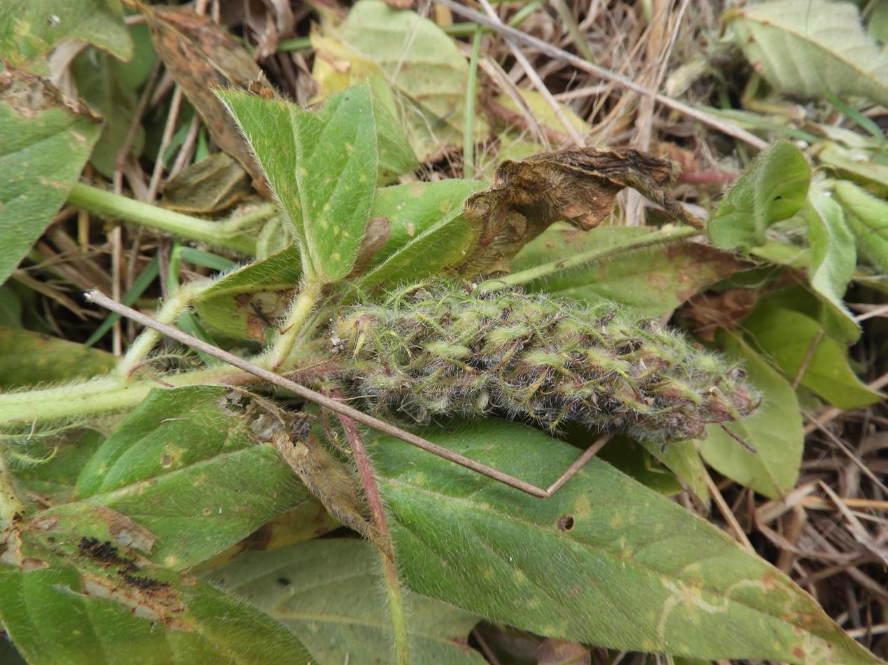 Crotalaria anthyllopsis Crotalaria anthyllopsis