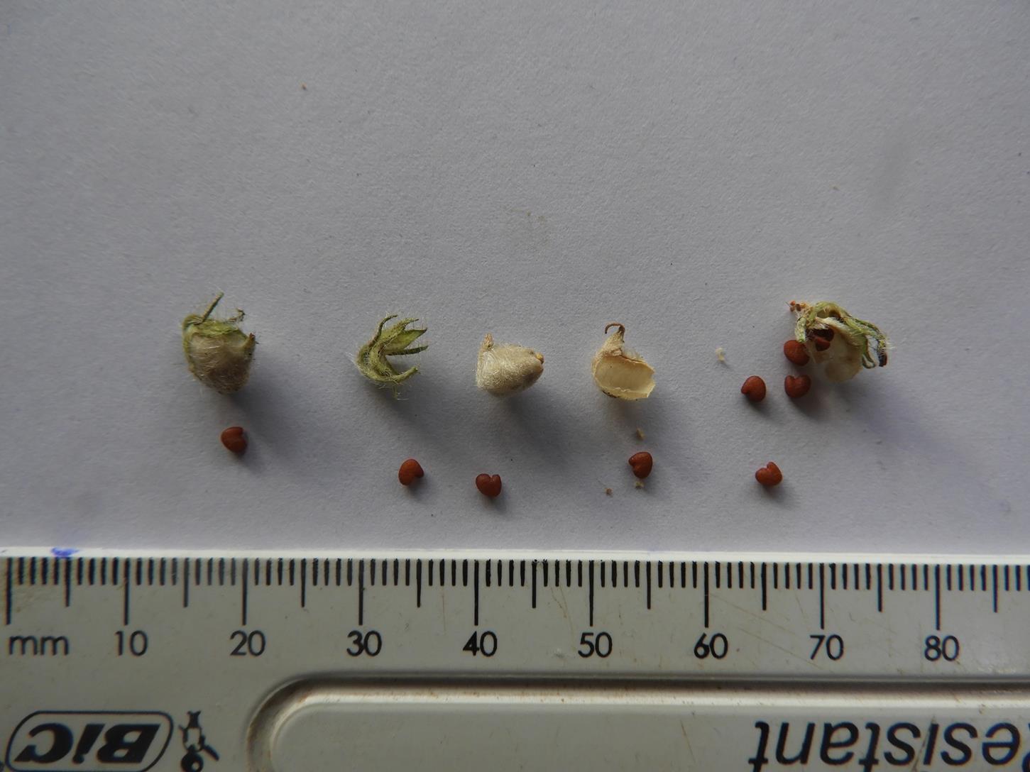 Crotalaria anthyllopsis