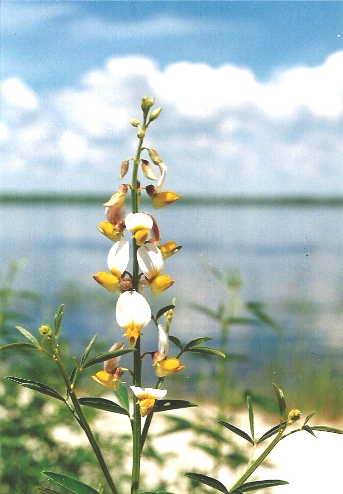 Crotalaria flavicarinata