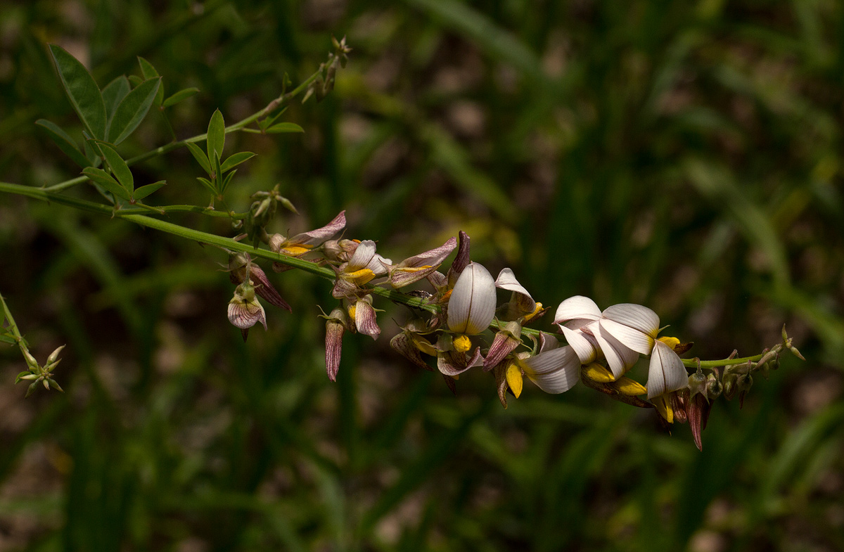 Crotalaria flavicarinata
