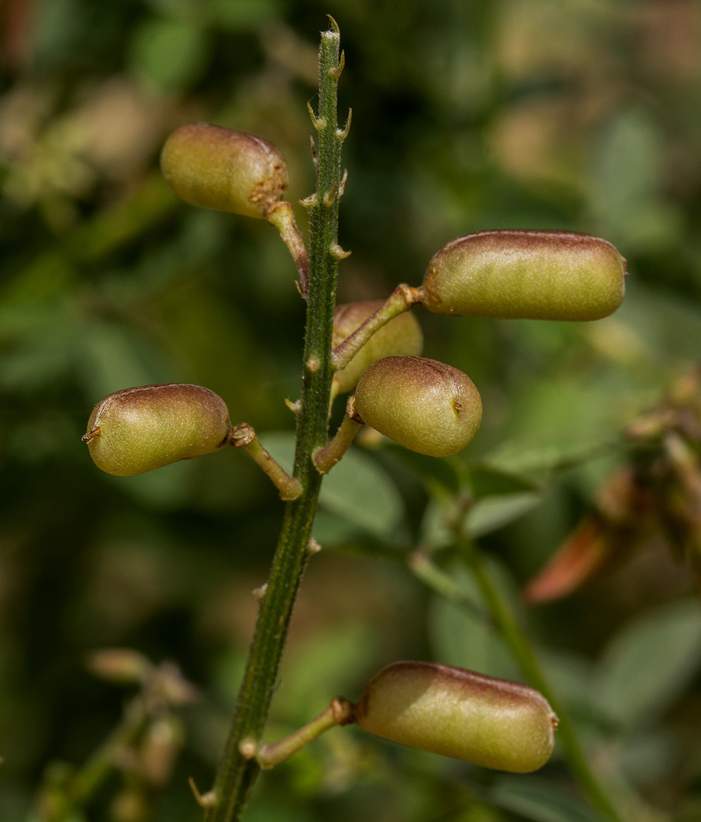 Crotalaria flavicarinata