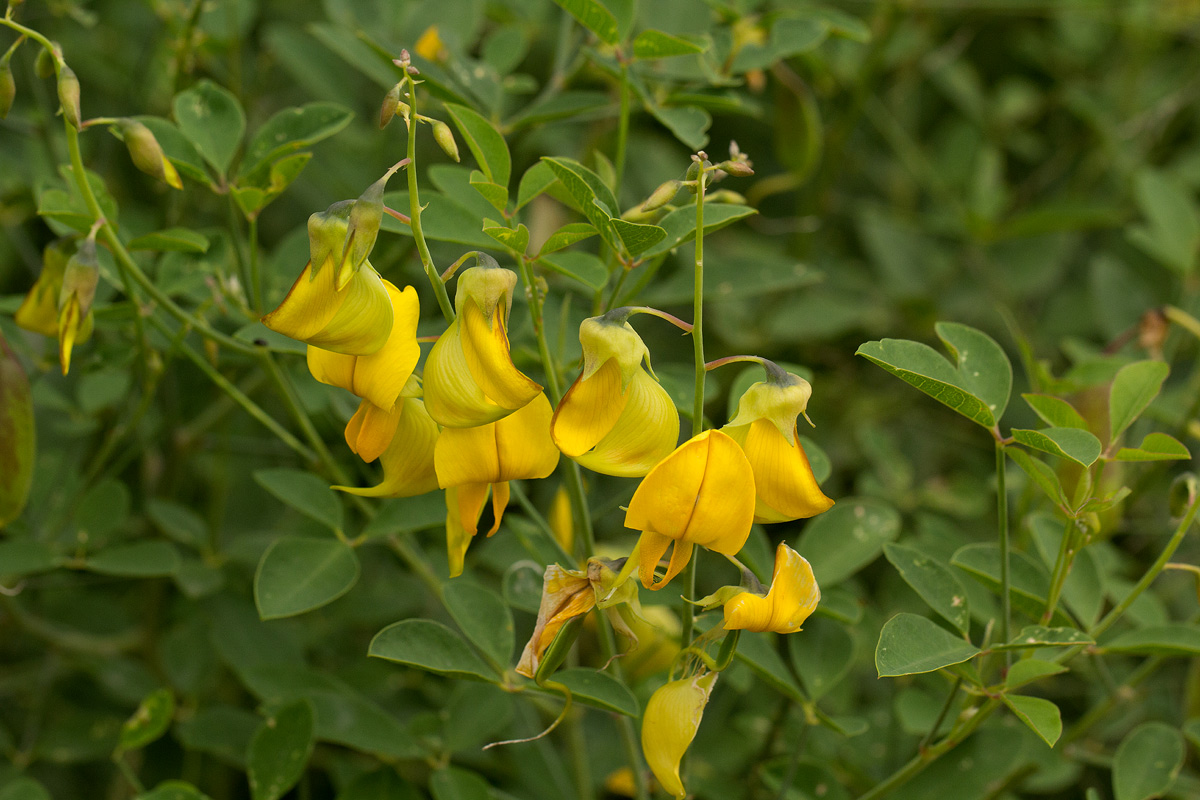 Crotalaria laburnifolia subsp. laburnifolia