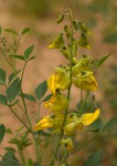 Crotalaria laburnifolia subsp. laburnifolia
