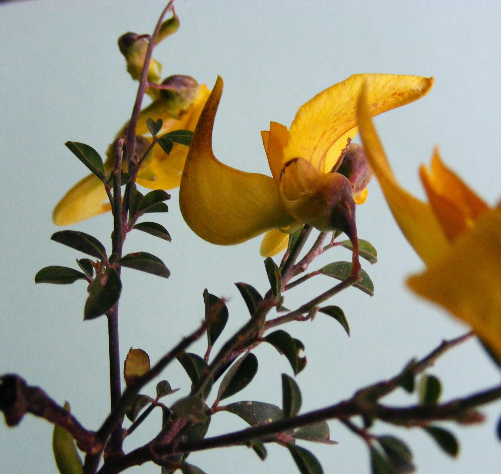 Crotalaria laburnifolia subsp. laburnifolia
