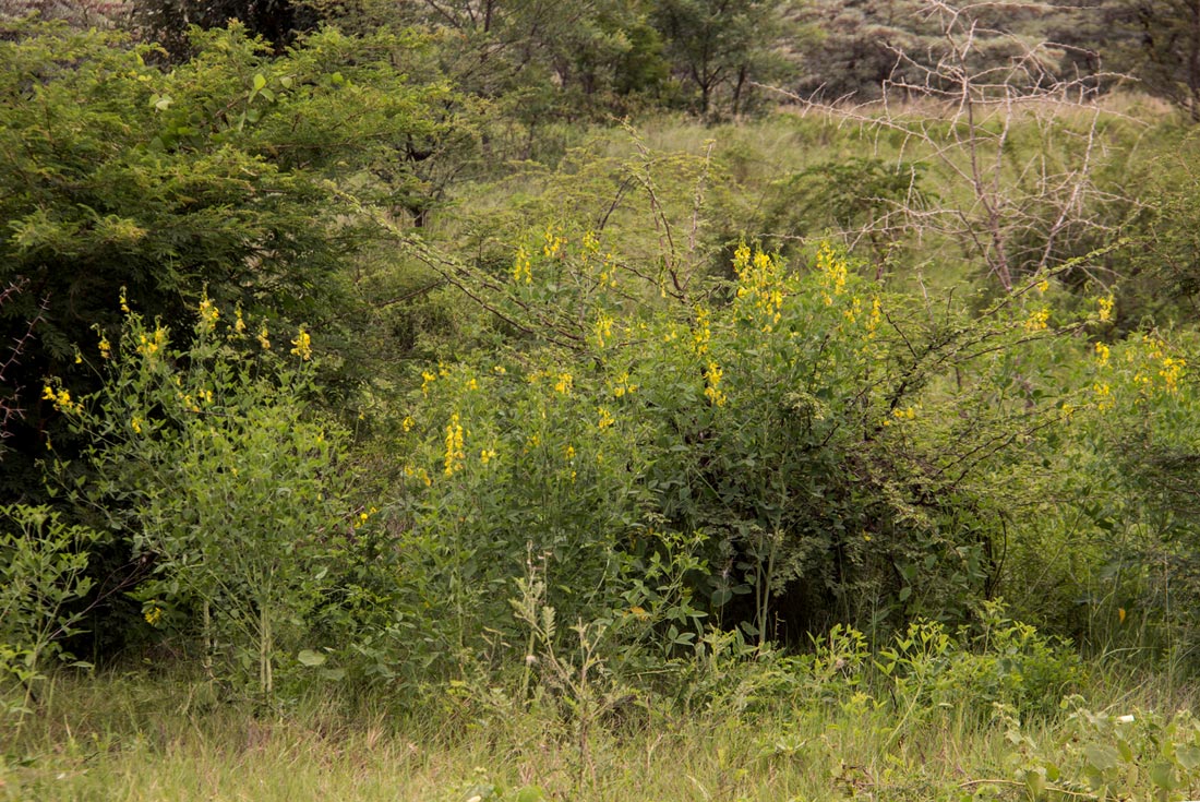 Crotalaria laburnifolia subsp. laburnifolia Crotalaria laburnifolia subsp. laburnifolia