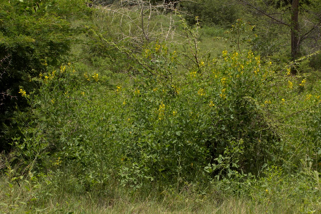 Crotalaria laburnifolia subsp. laburnifolia