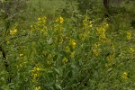 Crotalaria laburnifolia subsp. laburnifolia