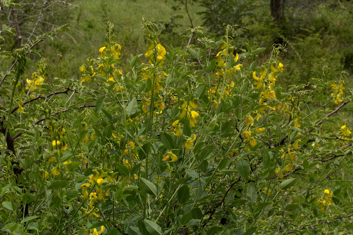 Crotalaria laburnifolia subsp. laburnifolia