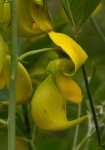 Crotalaria laburnifolia subsp. laburnifolia