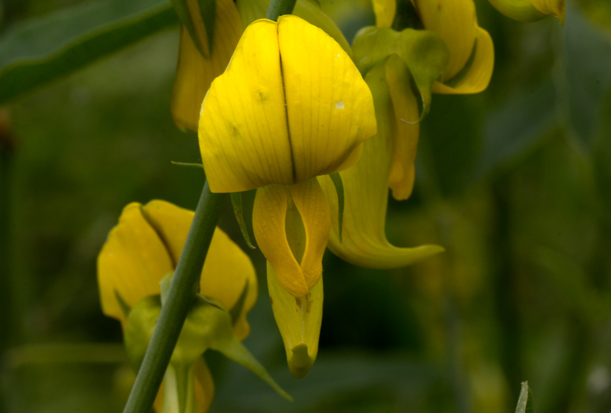 Crotalaria laburnifolia subsp. laburnifolia
