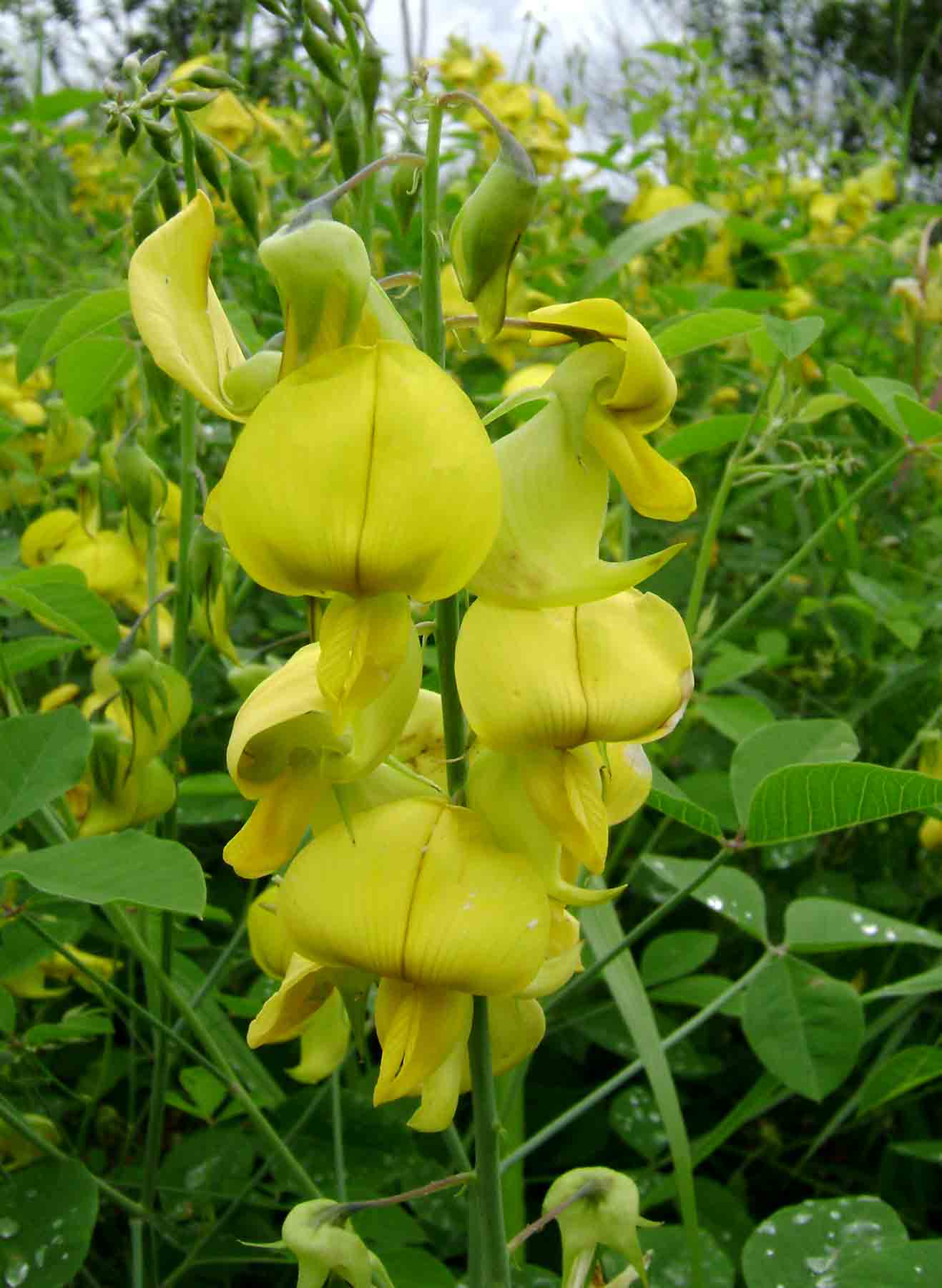 Crotalaria laburnifolia subsp. laburnifolia