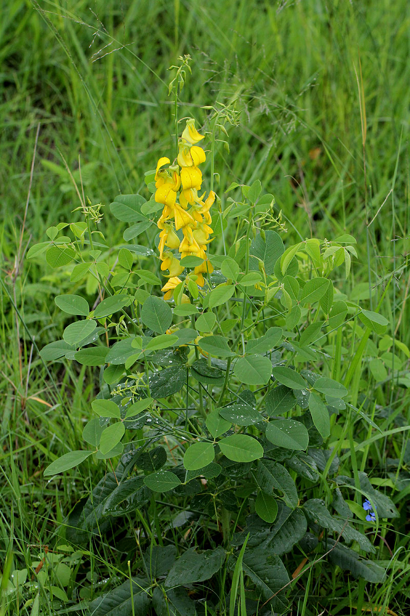 Crotalaria laburnifolia subsp. laburnifolia