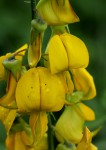 Crotalaria laburnifolia subsp. laburnifolia