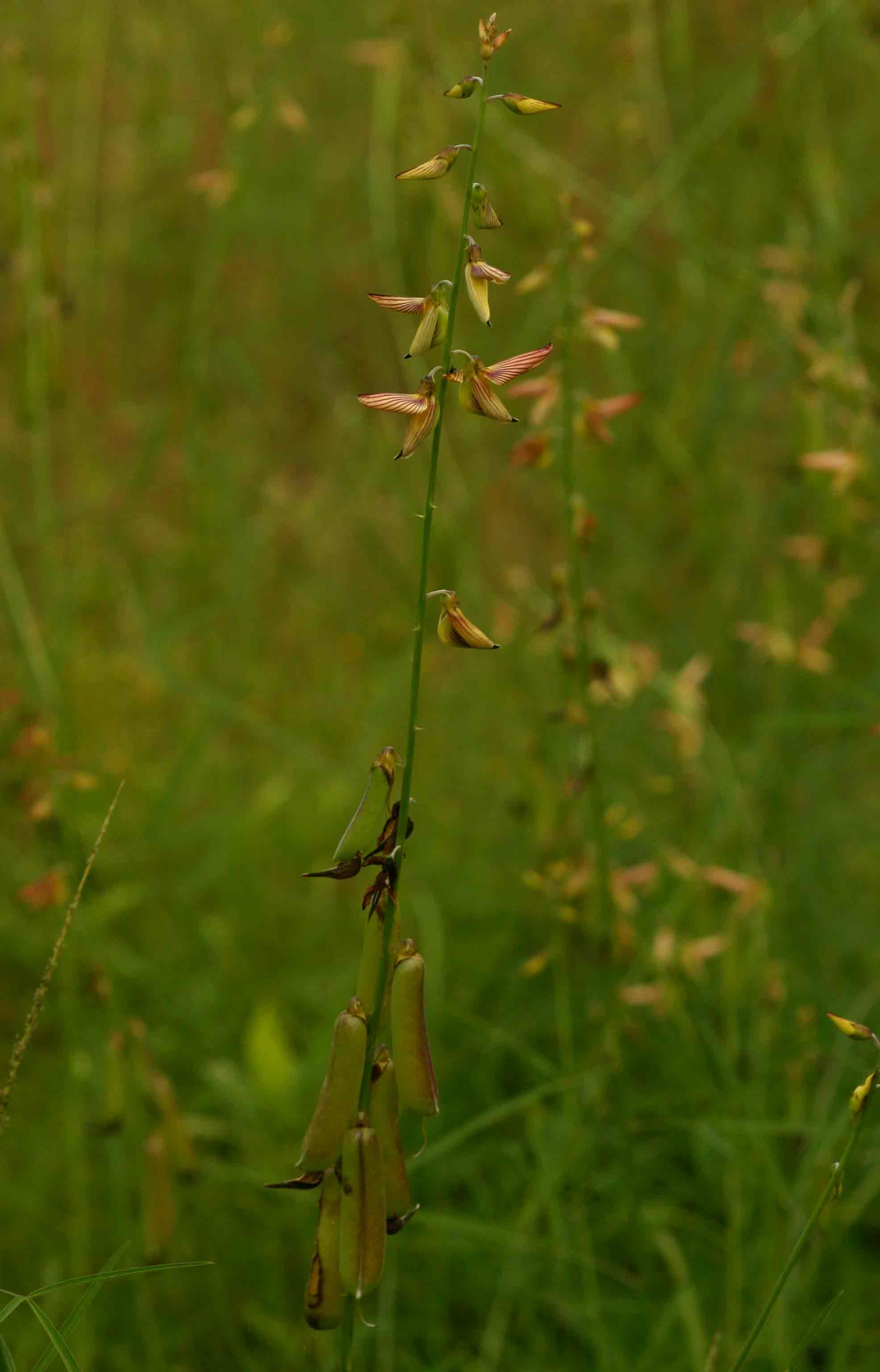 Crotalaria ochroleuca Crotalaria ochroleuca