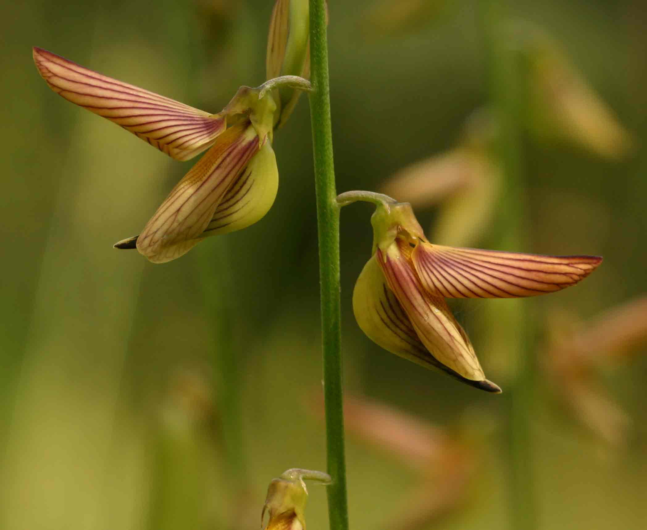 Crotalaria ochroleuca