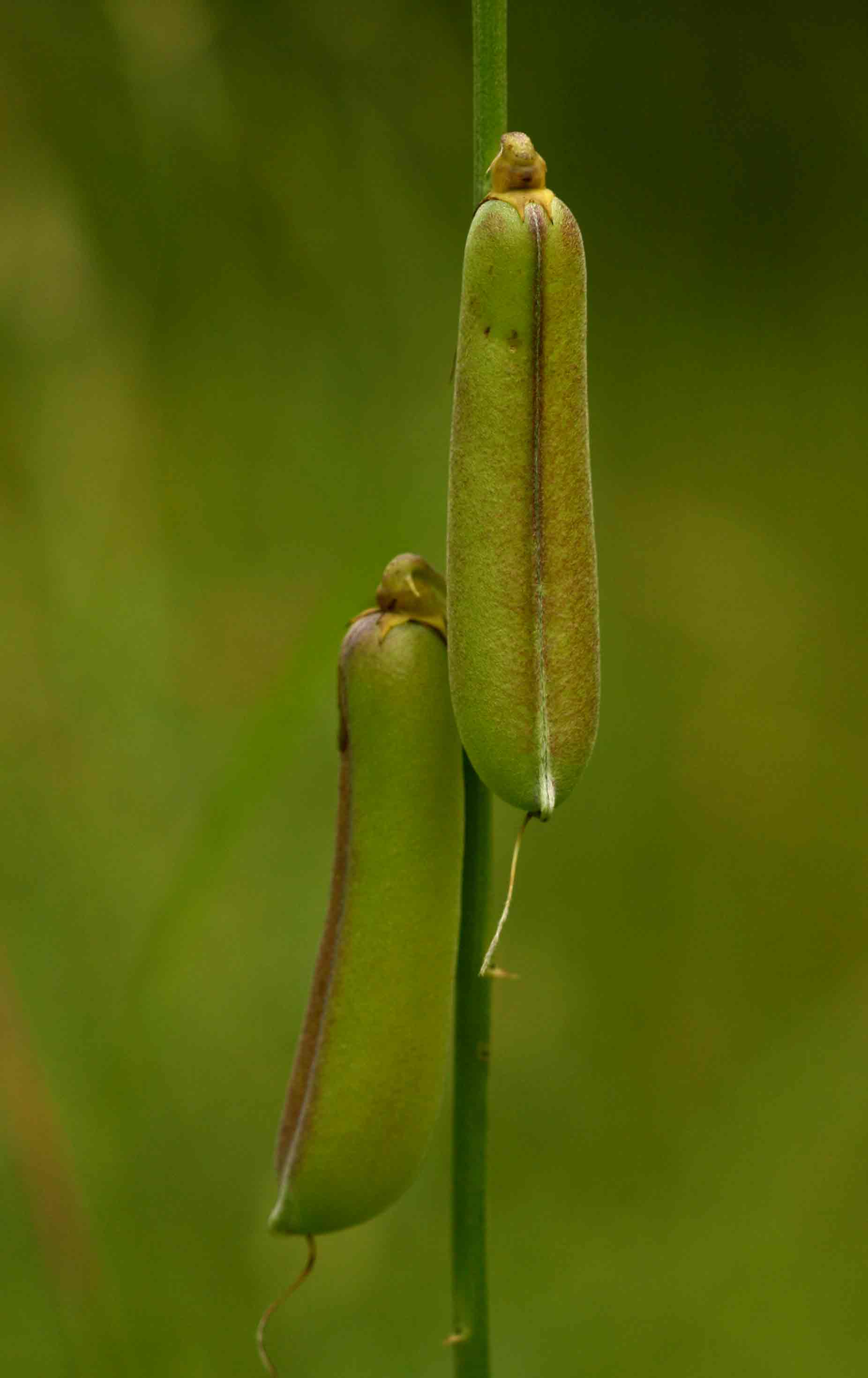 Crotalaria ochroleuca Crotalaria ochroleuca