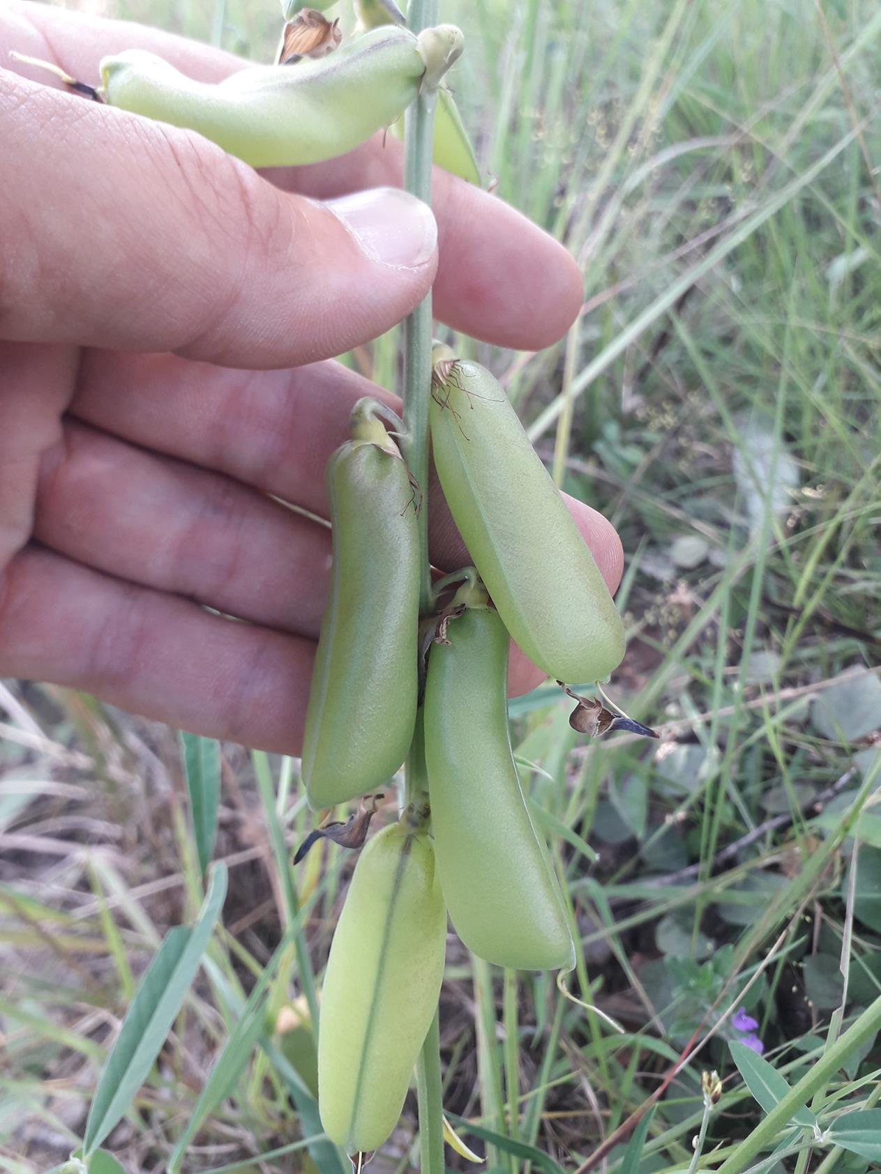 Crotalaria ochroleuca