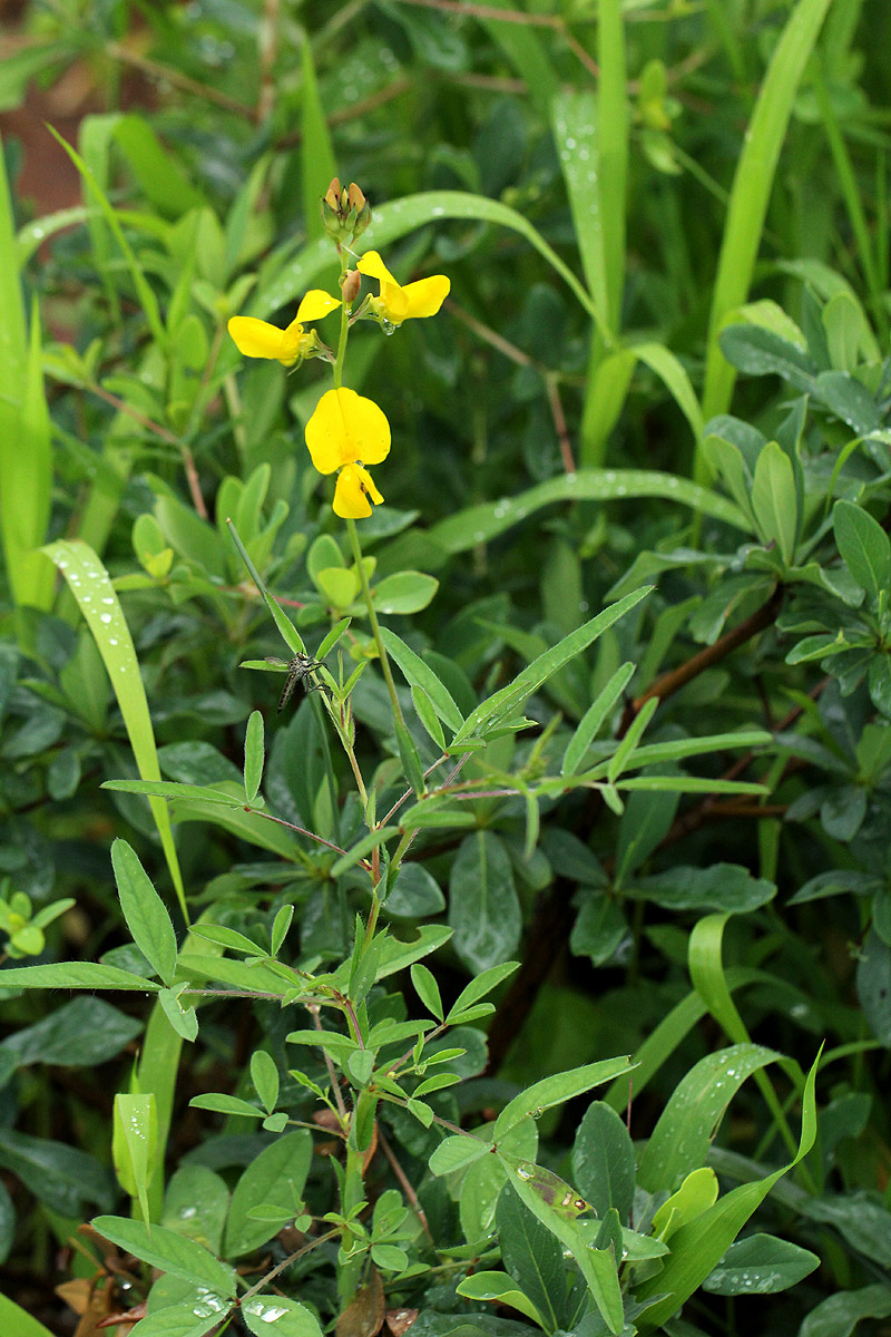 Crotalaria podocarpa Crotalaria podocarpa