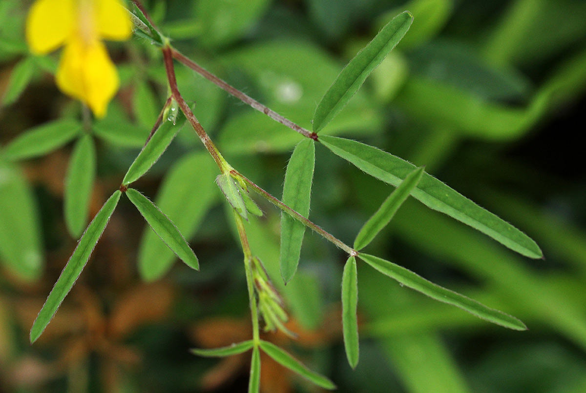 Crotalaria podocarpa Crotalaria podocarpa