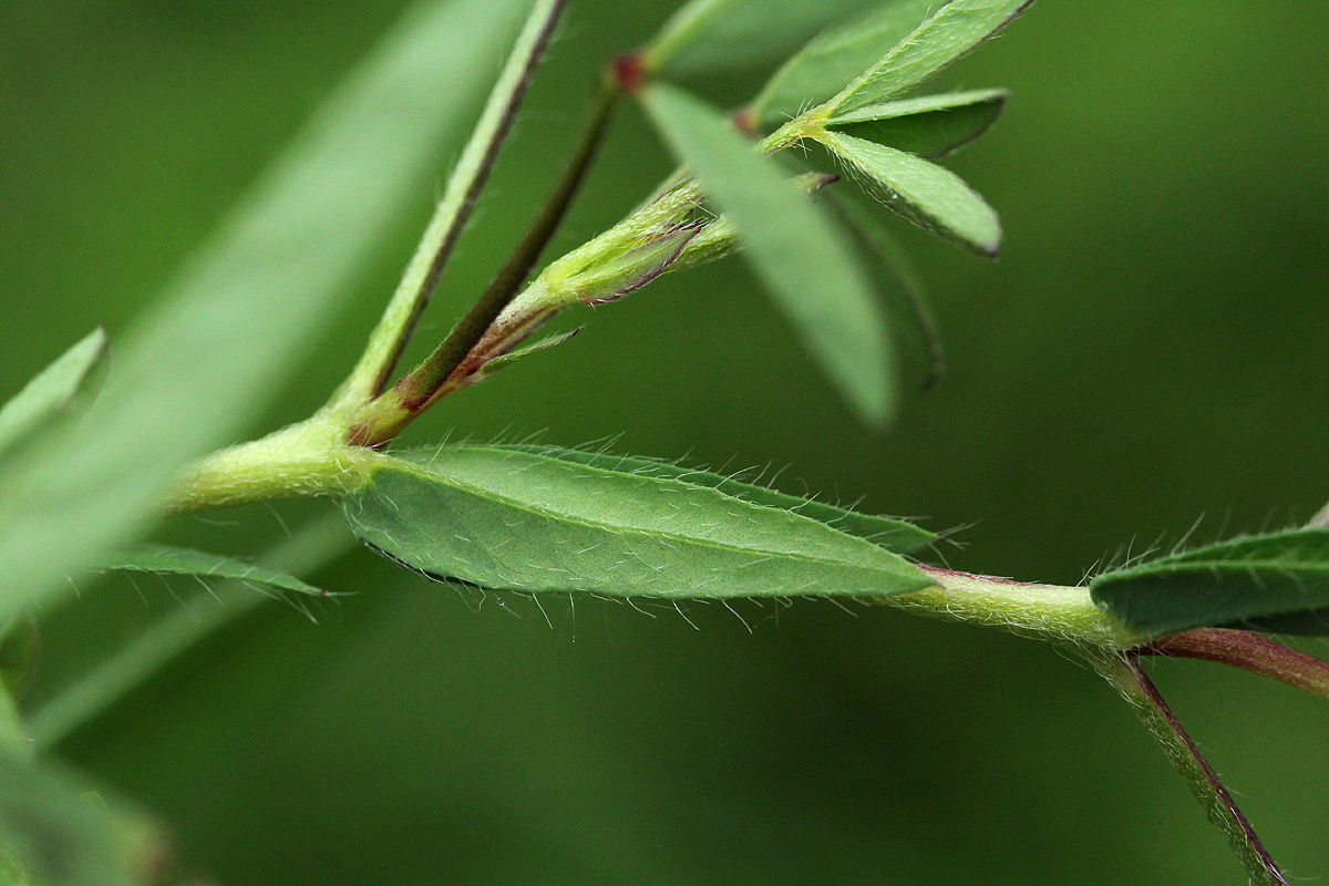 Crotalaria podocarpa