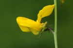 Crotalaria podocarpa