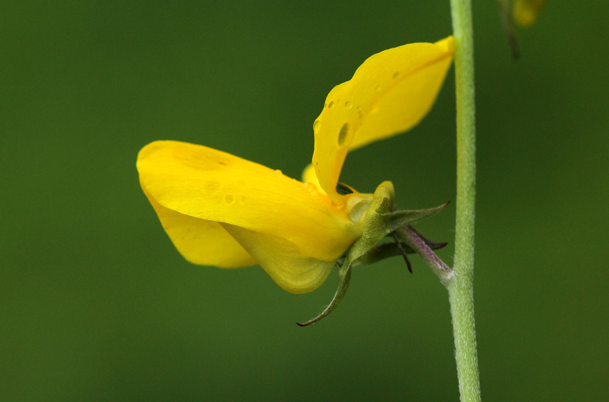 Crotalaria podocarpa