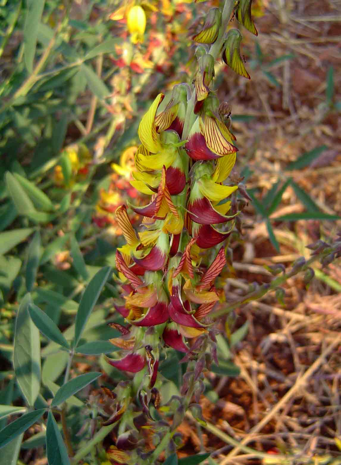 Crotalaria rogersii Crotalaria rogersii
