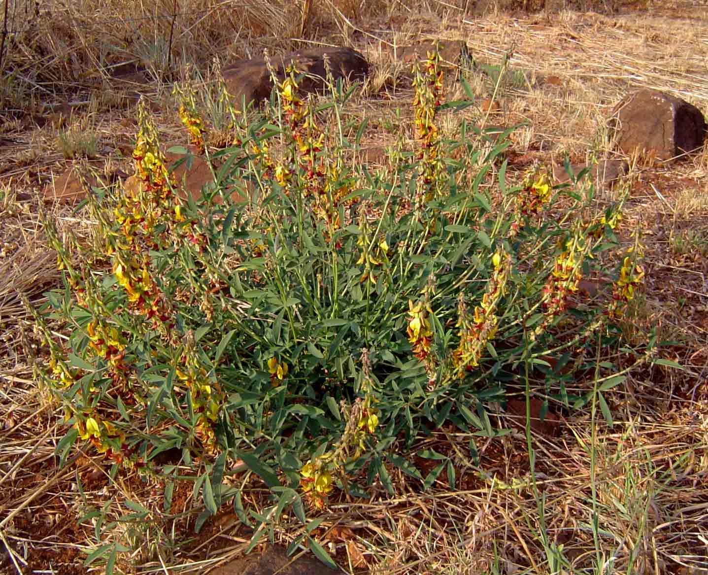 Crotalaria rogersii Crotalaria rogersii