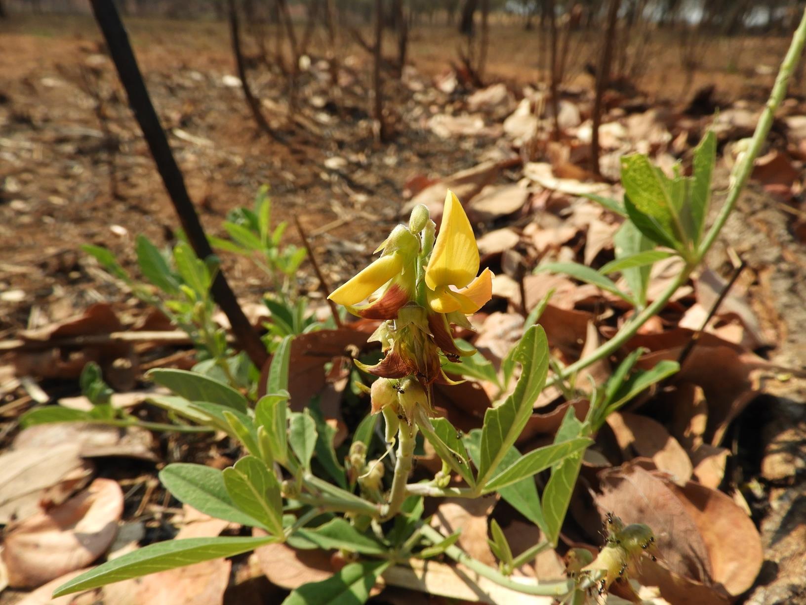 Crotalaria rogersii Crotalaria rogersii