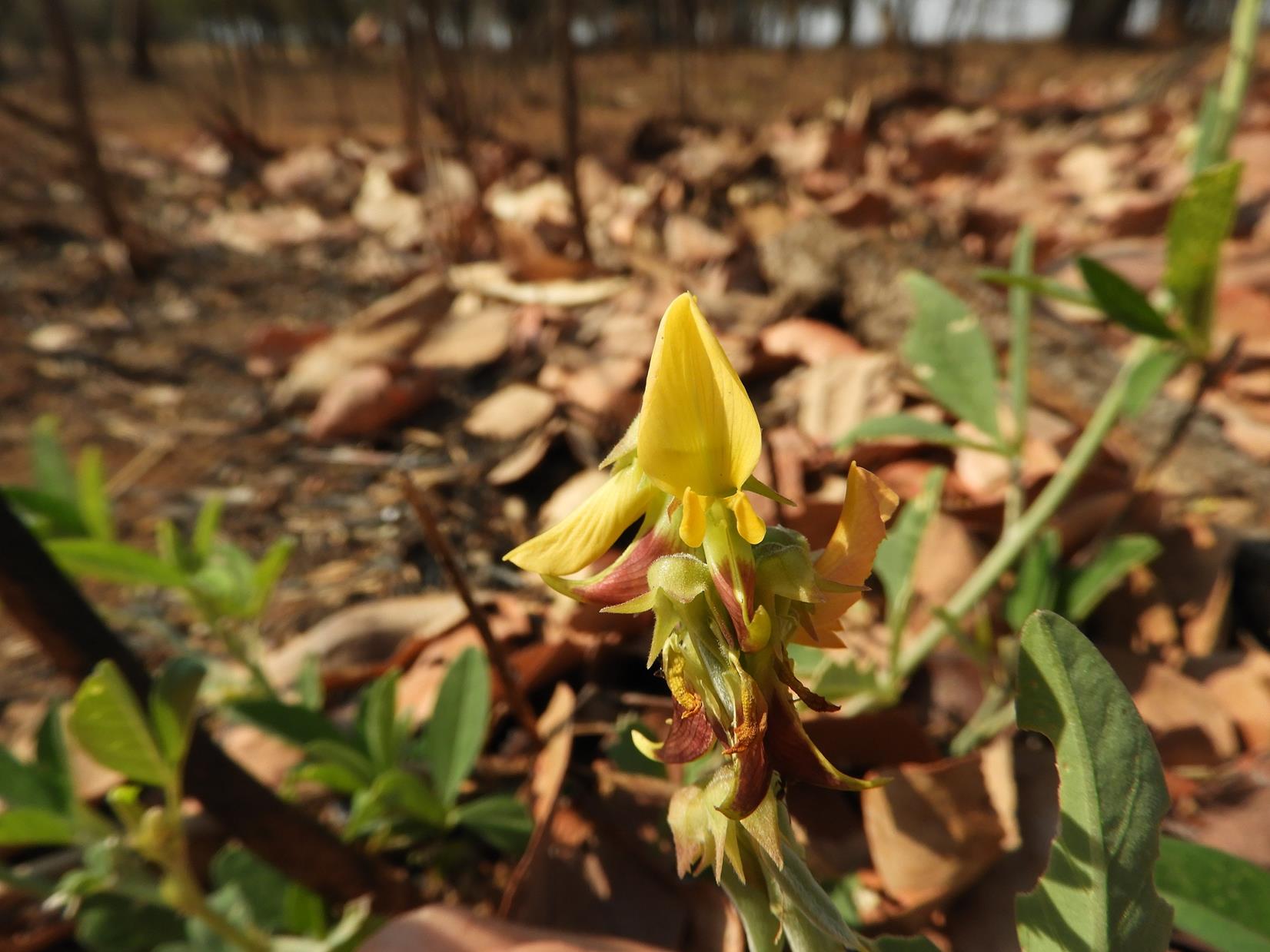 Crotalaria rogersii Crotalaria rogersii