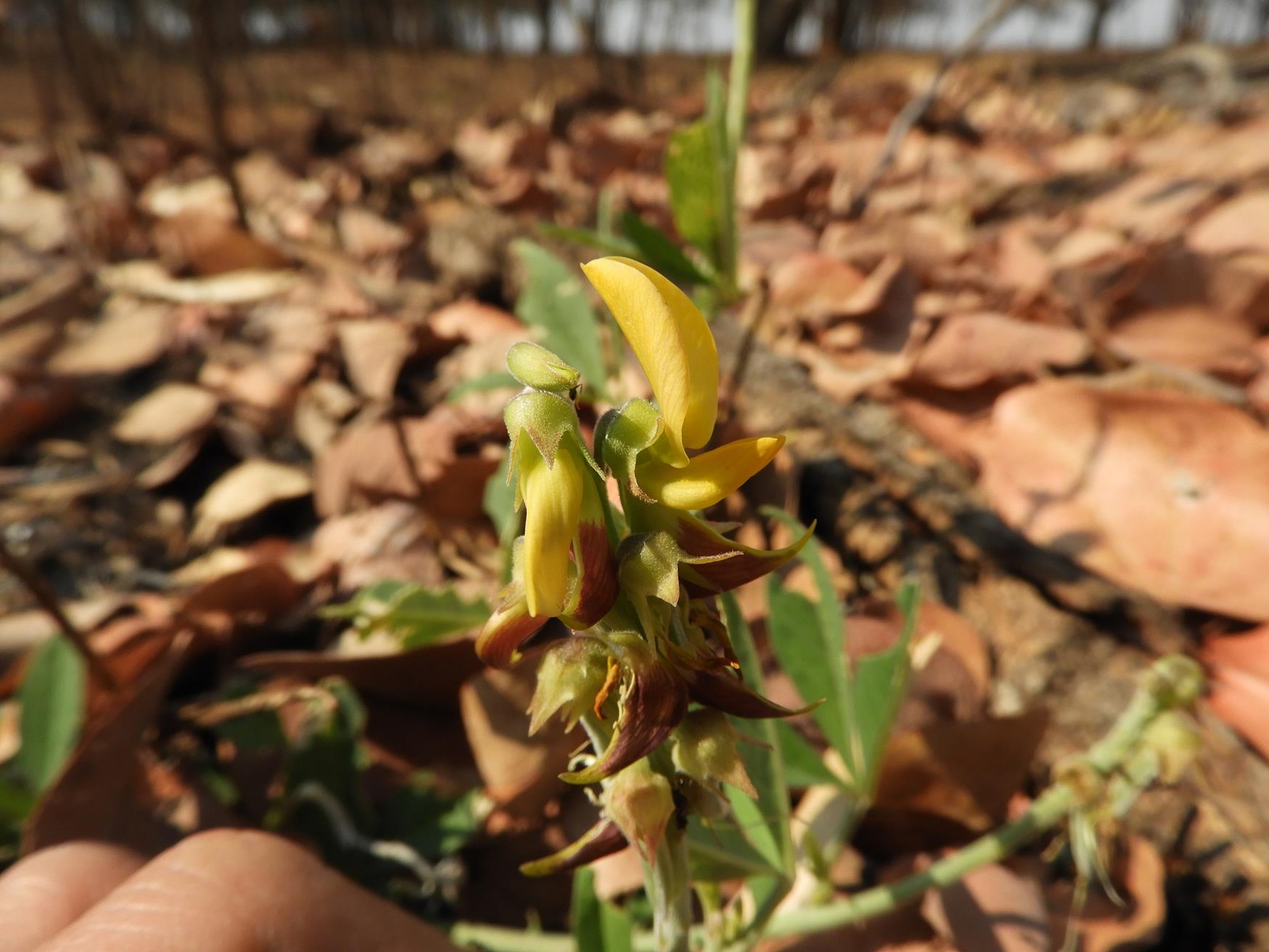 Crotalaria rogersii Crotalaria rogersii
