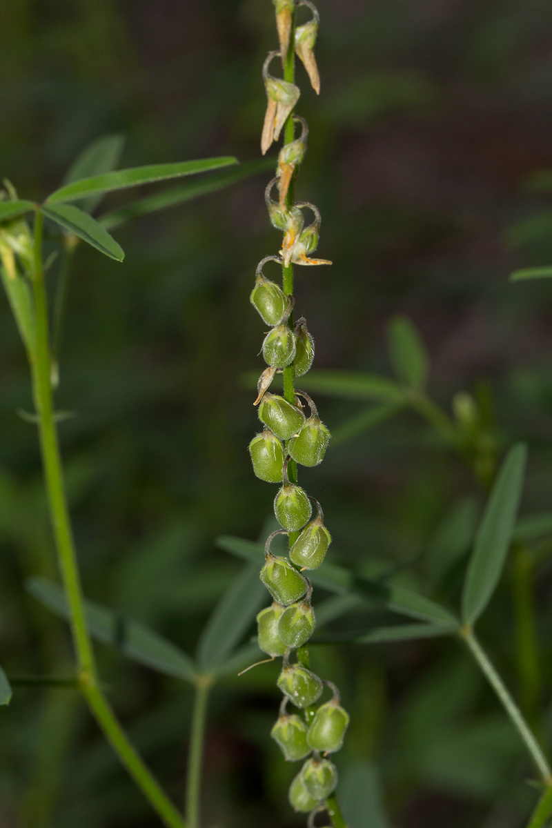 Crotalaria sphaerocarpa subsp. sphaerocarpa