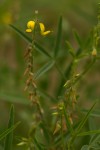 Crotalaria sphaerocarpa subsp. sphaerocarpa