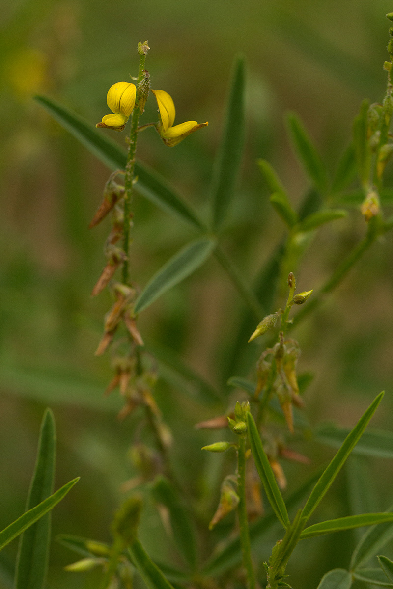 Crotalaria sphaerocarpa subsp. sphaerocarpa