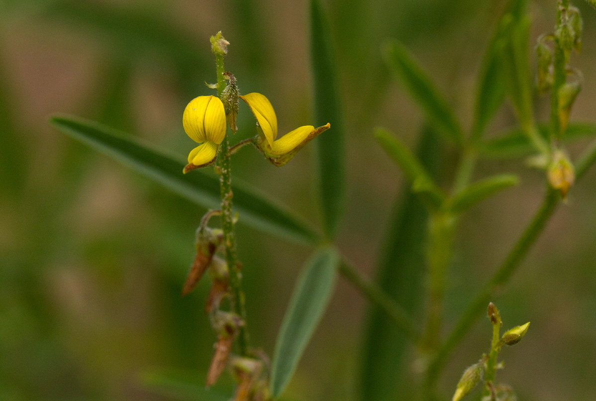 Crotalaria sphaerocarpa subsp. sphaerocarpa Crotalaria sphaerocarpa subsp. sphaerocarpa