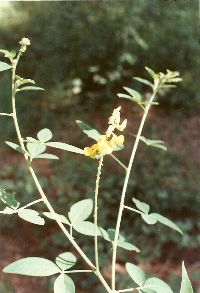 Crotalaria sphaerocarpa subsp. sphaerocarpa