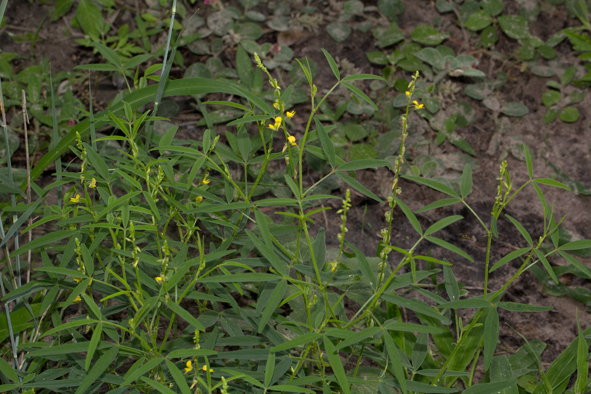 Crotalaria sphaerocarpa subsp. sphaerocarpa
