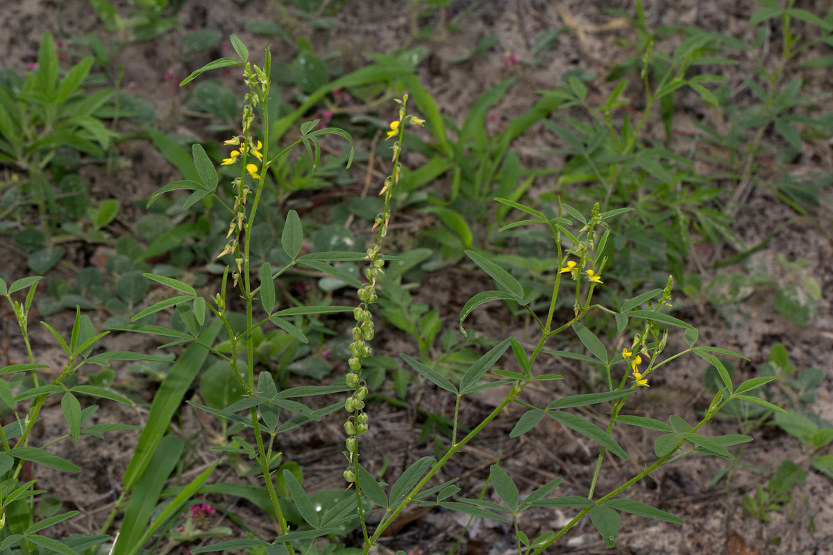 Crotalaria sphaerocarpa subsp. sphaerocarpa