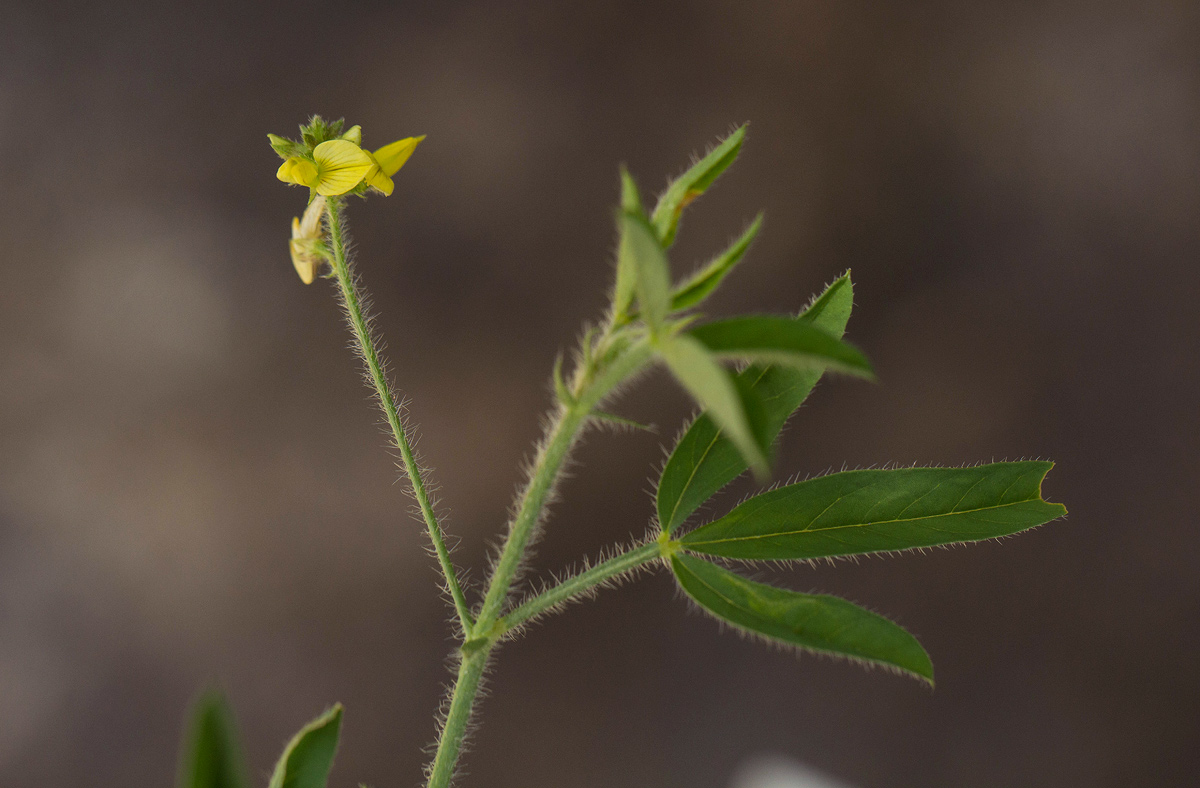 Crotalaria steudneri