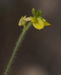 Crotalaria steudneri