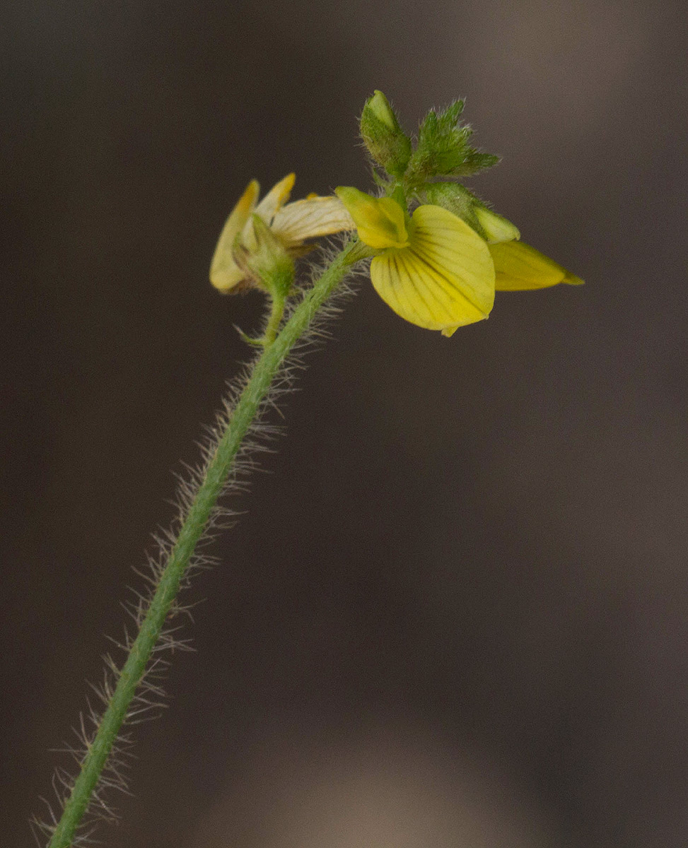 Crotalaria steudneri Crotalaria steudneri