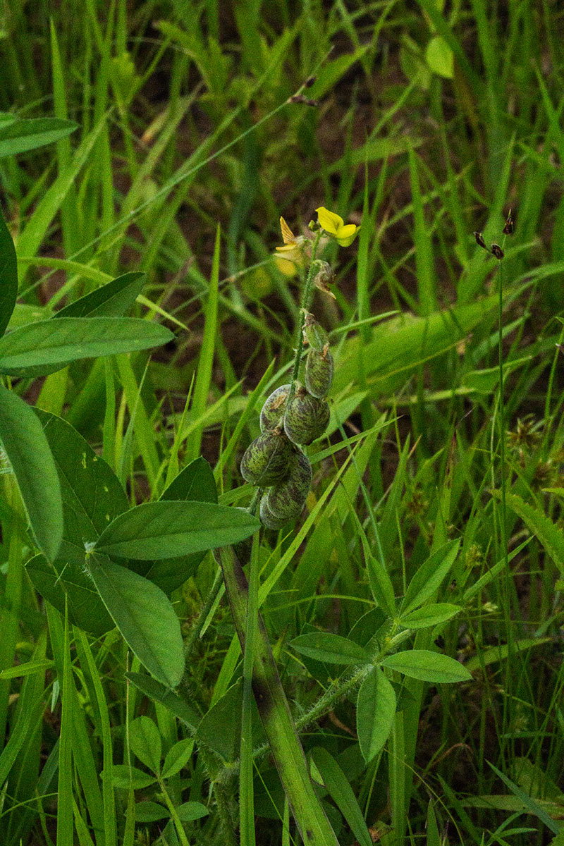Crotalaria steudneri