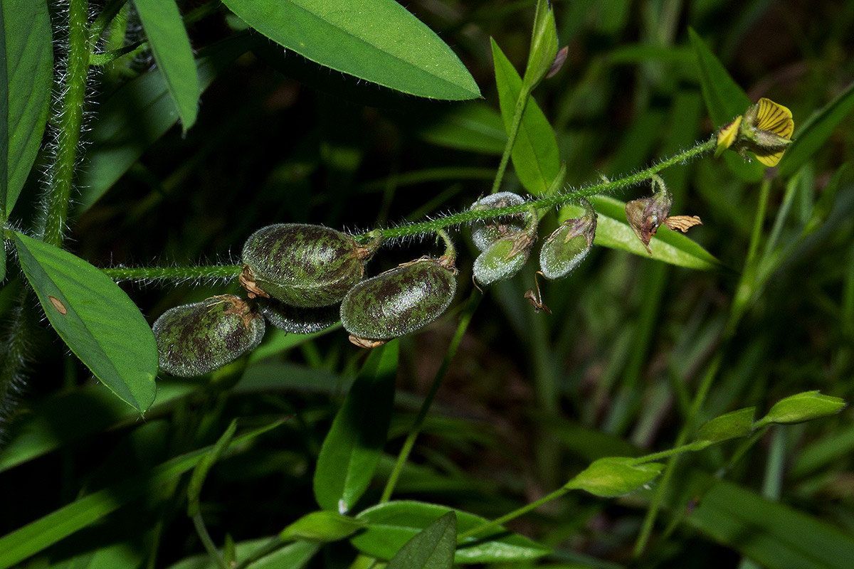 Crotalaria steudneri Crotalaria steudneri
