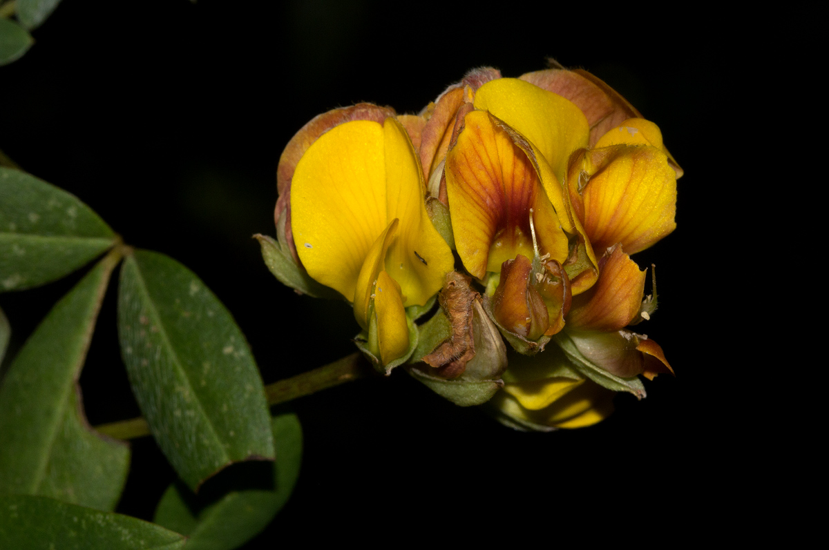 Argyrolobium tomentosum Argyrolobium tomentosum