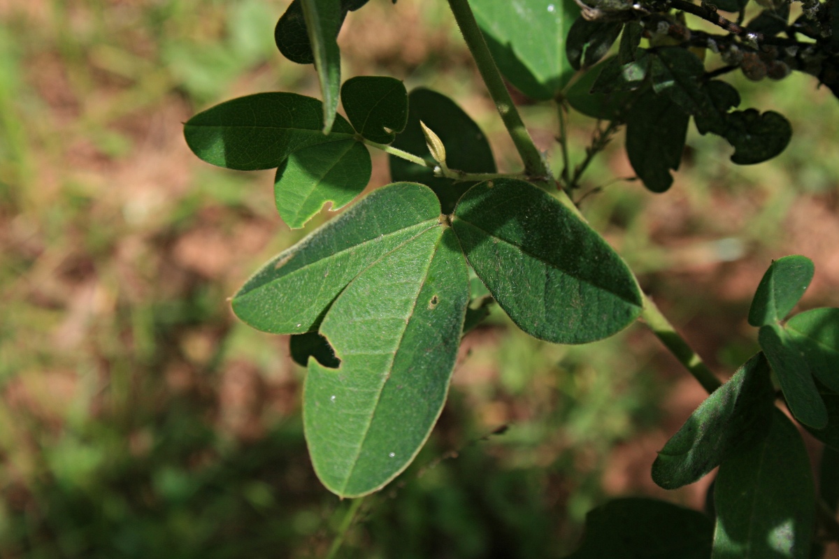 Argyrolobium tomentosum Argyrolobium tomentosum