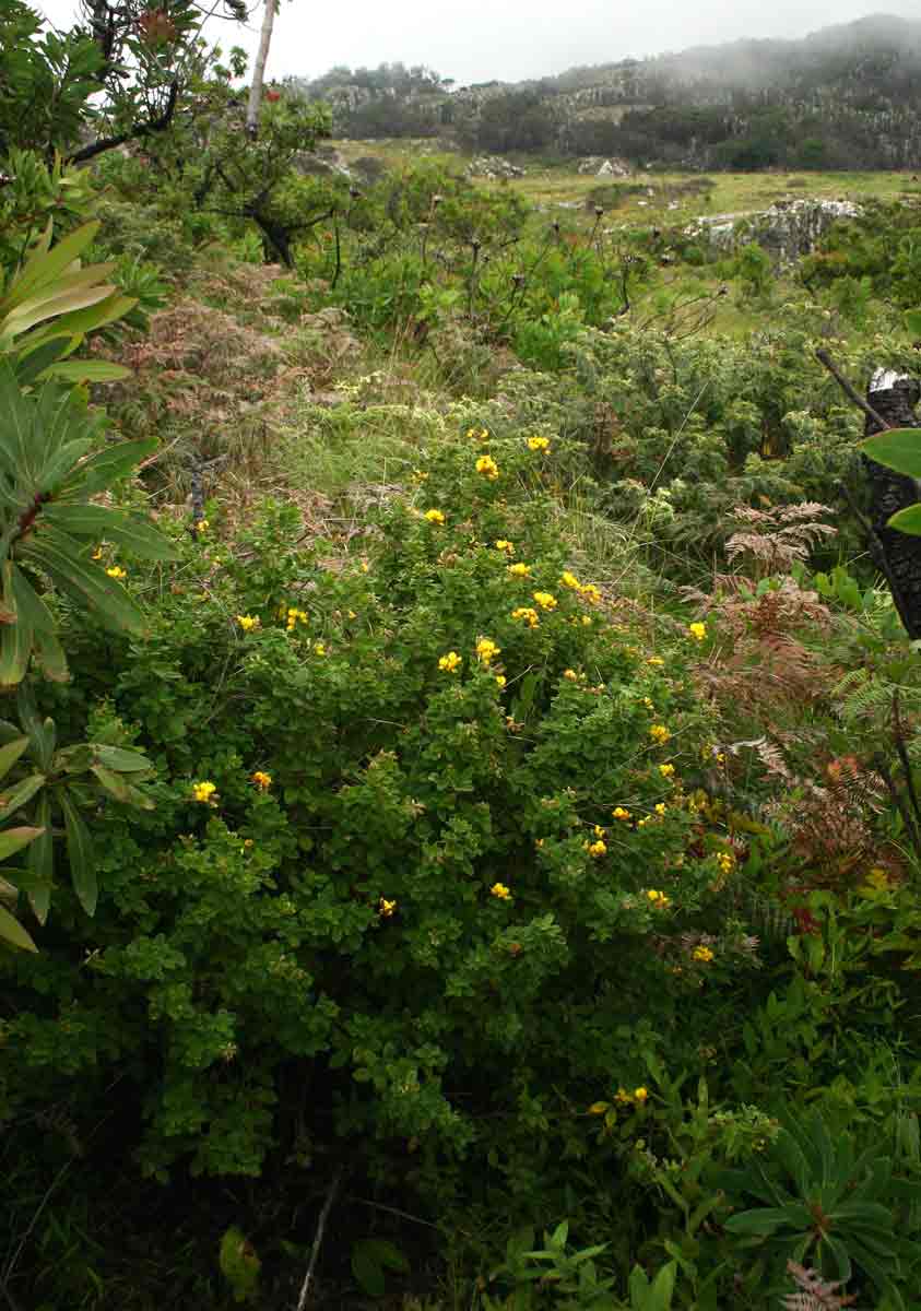 Argyrolobium tomentosum Argyrolobium tomentosum