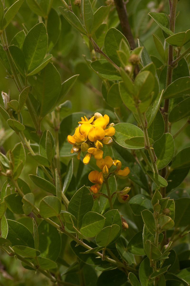 Argyrolobium tomentosum Argyrolobium tomentosum