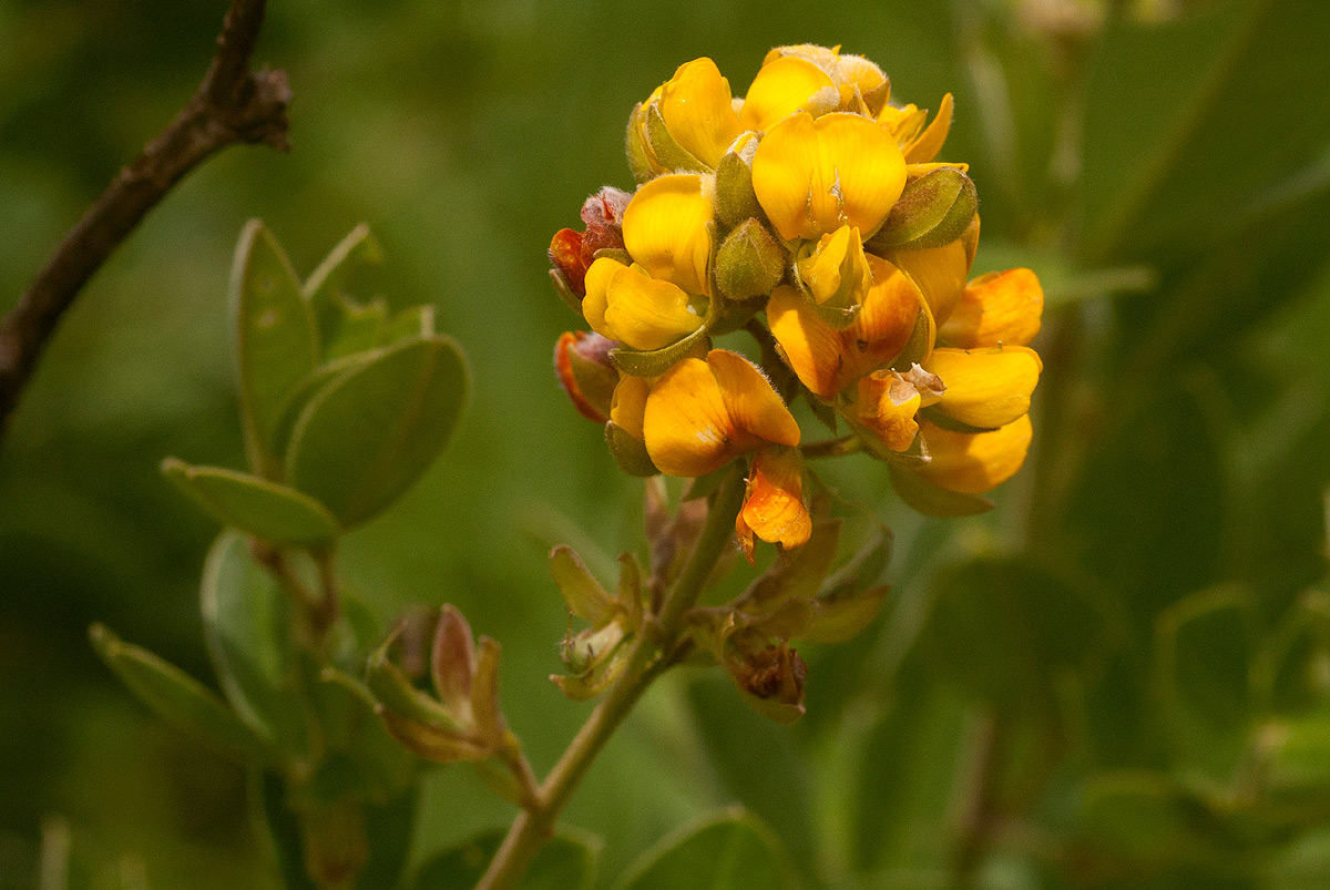 Argyrolobium tomentosum Argyrolobium tomentosum