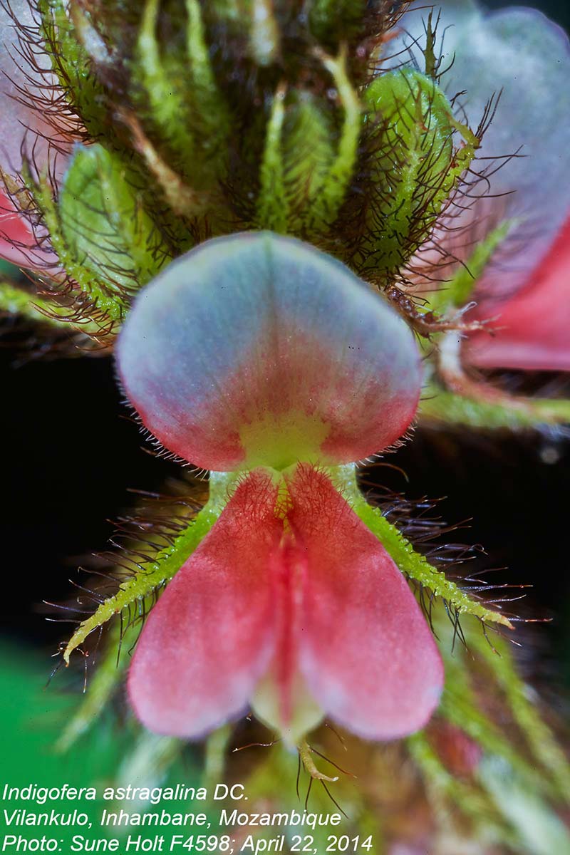Indigofera astragalina